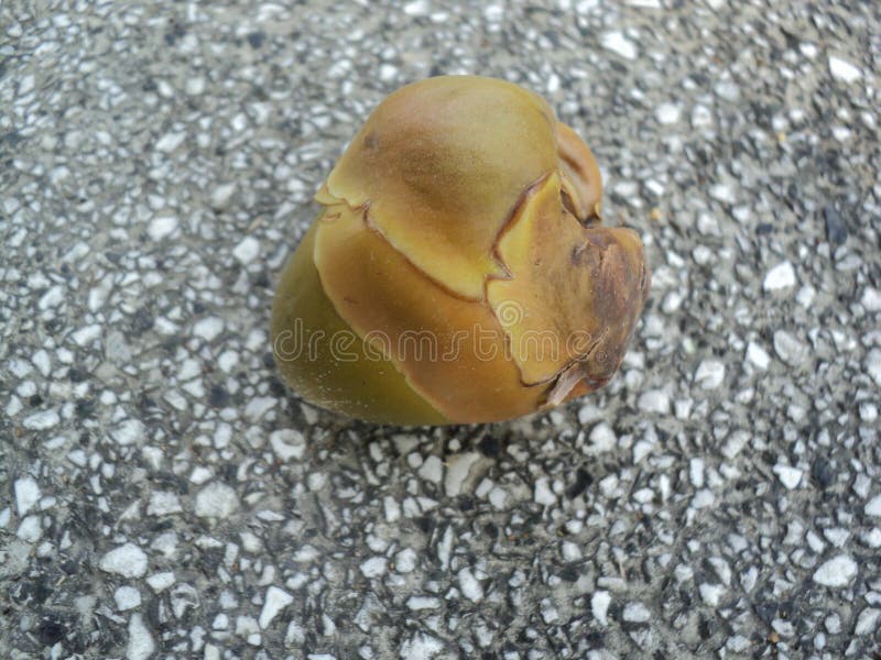 Fiori della noce di cocco che cadono dagli alberi fotografia stock Fiori della noce di cocco che cadono dagli alberi fotografia stock