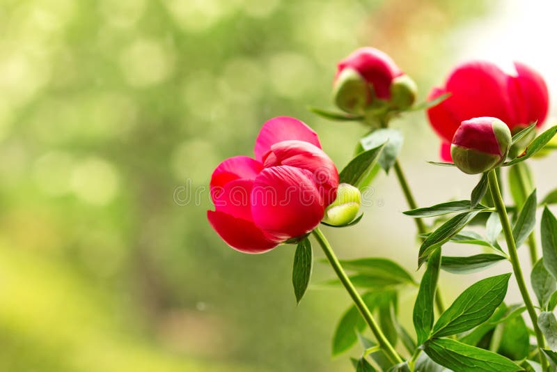 Fiori della peonia fotografie stock libere da diritti Fiori della peonia fotografie stock libere da diritti