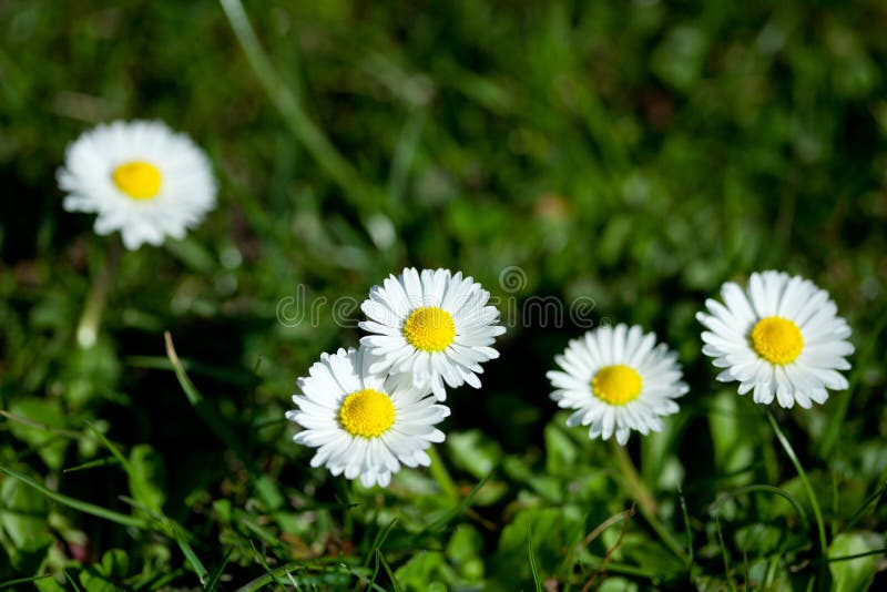 Fiori della pratolina, piccola margherita fotografia stock libera da diritti Fiori della pratolina, piccola margherita fotografia stock libera da diritti