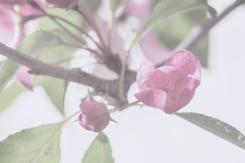 Fiori della primavera della mela, ciliegia, colore d'annata Ramo di sakura, albero da frutto di fioritura Fondo molle leggero fotografia stock libera da diritti Fiori della primavera della mela, ciliegia, colore d'annata Ramo di sakura, albero da frutto di fioritura Fondo molle leggero fotografia stock libera da diritti