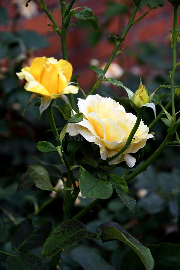 Fiori della rosa di giallo immagine stock Fiori della rosa di giallo immagine stock