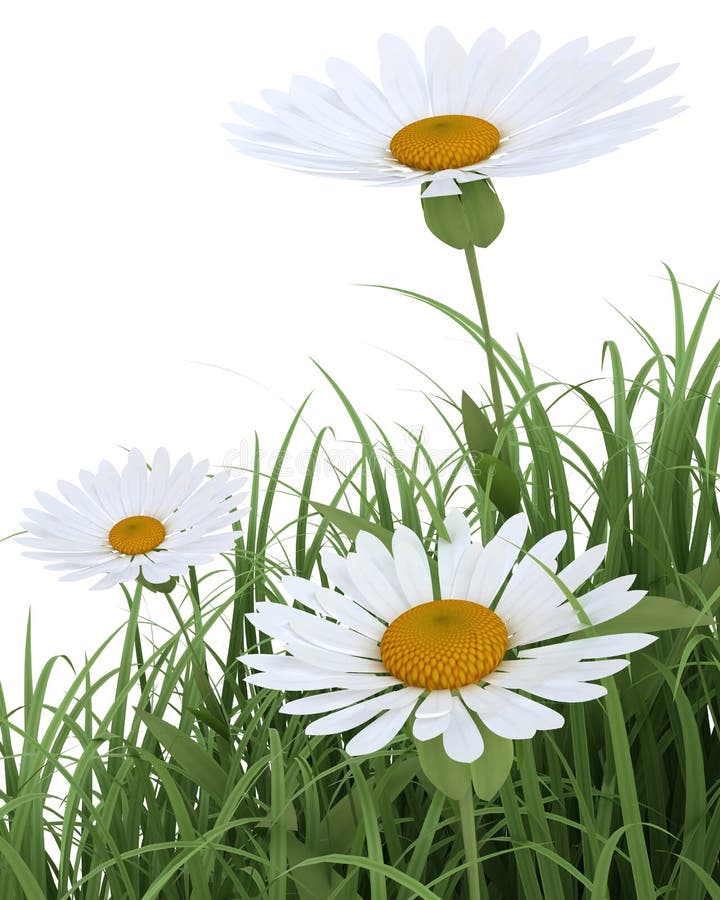 Fiori della sorgente in erba su bianco illustrazione di stock Fiori della sorgente in erba su bianco illustrazione di stock