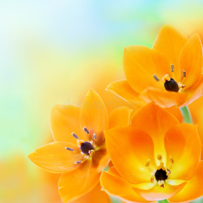 Fiori della stella del sole della sorgente fotografia stock libera da diritti Fiori della stella del sole della sorgente fotografia stock libera da diritti
