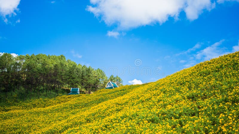 Fiori delle tenaglie di Thung Bua fotografia stock
