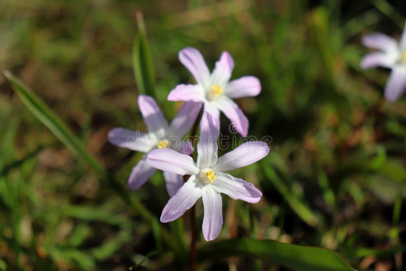 Fiori dello Scilla che fiorisce ad aprile Fiore luminoso della molla del primo piano in un giardino della molla, macro colpo di S immagini stock libere da diritti Fiori dello Scilla che fiorisce ad aprile Fiore luminoso della molla del primo piano in un giardino della molla, macro colpo di S immagini stock libere da diritti