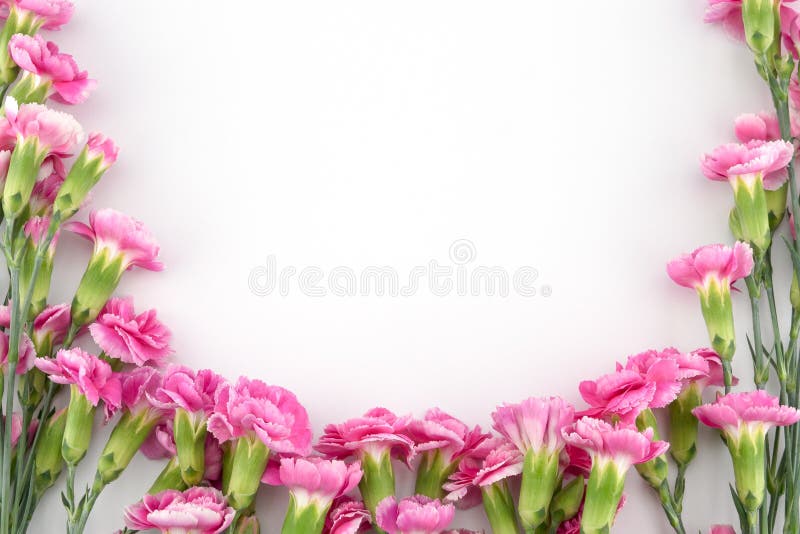 Fiori dentellare del garofano su priorità bassa bianca fotografia stock Fiori dentellare del garofano su priorità bassa bianca fotografia stock