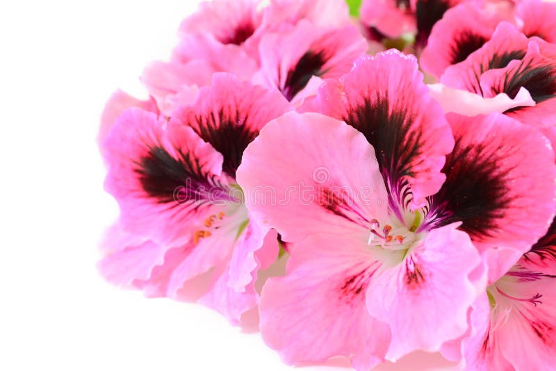 Fiori dentellare del geranio fotografia stock Fiori dentellare del geranio fotografia stock