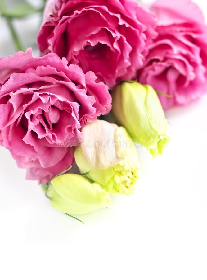Fiori dentellare isolati fotografie stock libere da diritti