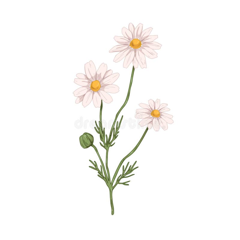 Fiori di camomilla. disegno botanico di camomilla selvatica in stile vintage. pianta floreale con fiore e illustrazione vettoriale