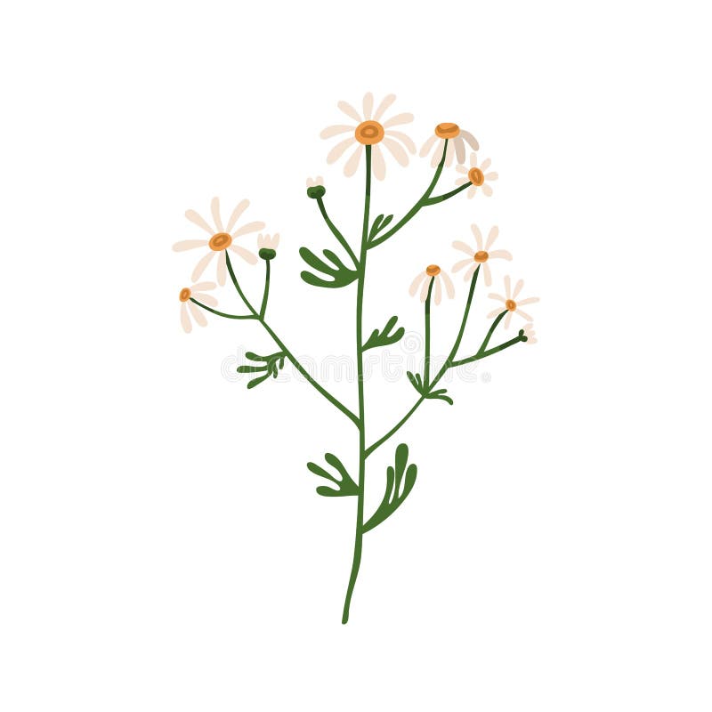 Fiori di camomilla. camomilla selvatica. disegno botanico di pianta floreale in fiore. un fiore di forma delicato con lo stelo illustrazione vettoriale