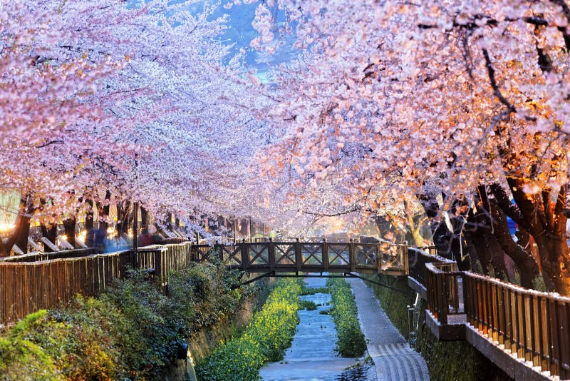 Fiori di ciliegia, città di Busan nel Sud Corea