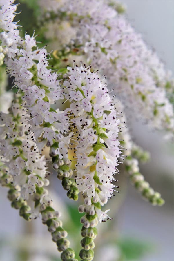 Fiori di commiphora myrha che fioriscono nel cortile fotografie stock