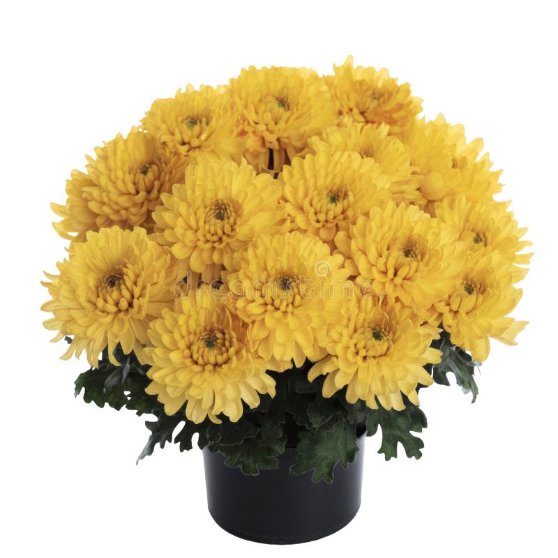 Fiori di crisantemo giallo in vaso isolato in bianco illustrazione di stock