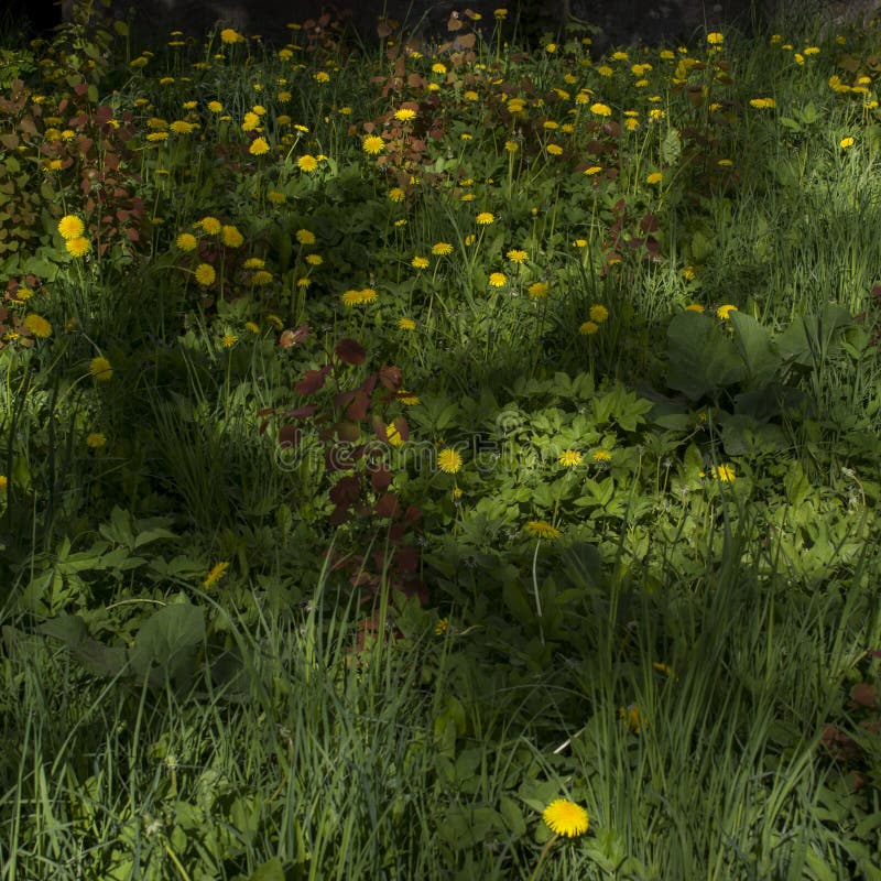 Fiori di delfino giallo su prato verde come fondo fotografia stock Fiori di delfino giallo su prato verde come fondo fotografia stock