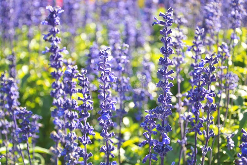 fiori di erbe di salvia blu fotografia stock libera da diritti fiori di erbe di salvia blu fotografia stock libera da diritti