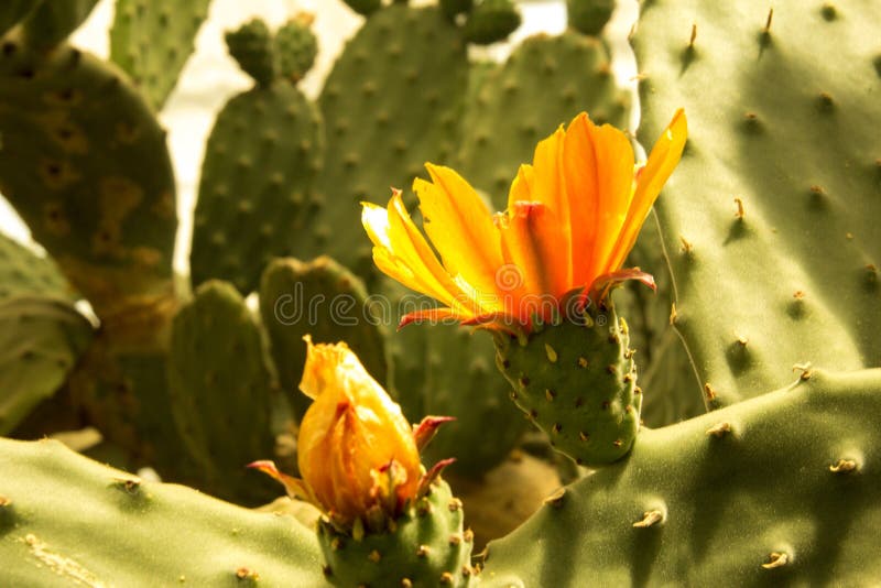 Fiori di fioritura del cactus della tazza di chiaretto immagini stock Fiori di fioritura del cactus della tazza di chiaretto immagini stock