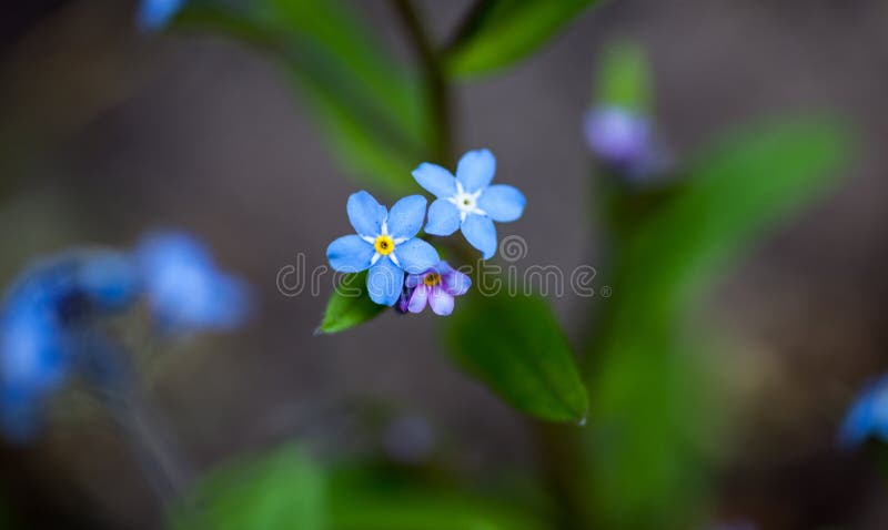 Fiori di fioritura del nontiscordardime immagini stock libere da diritti Fiori di fioritura del nontiscordardime immagini stock libere da diritti