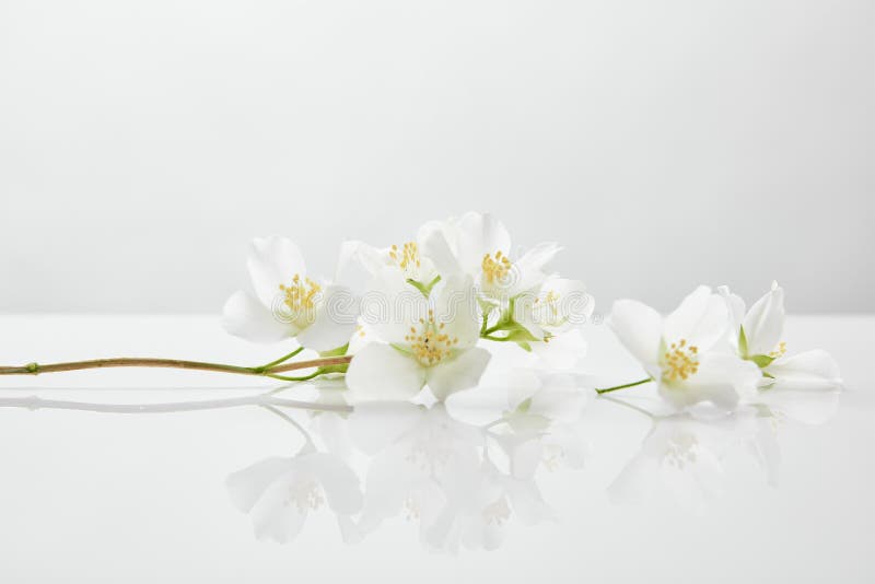 Fiori di gelsomino freschi e naturali fotografia stock