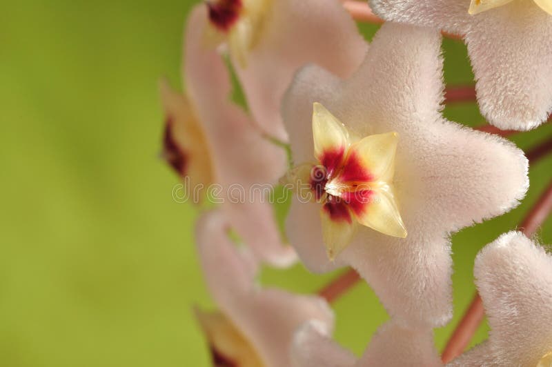 Fiori di Hoya fotografia stock