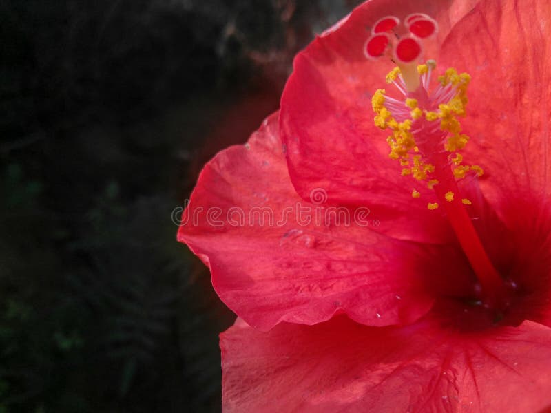 Fiori di ibisco rosso che fioriscono isolati da fondo nero, chiusura di petali e pollini, fotografia della natura immagine stock Fiori di ibisco rosso che fioriscono isolati da fondo nero, chiusura di petali e pollini, fotografia della natura immagine stock