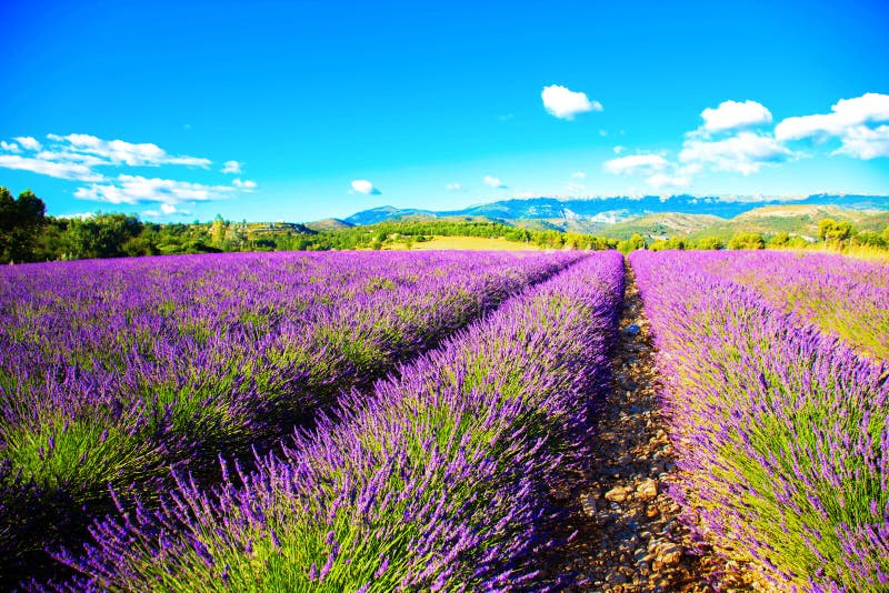 Fiori di lavanda profumati violetti contro il cielo azzurro immagini stock Fiori di lavanda profumati violetti contro il cielo azzurro immagini stock