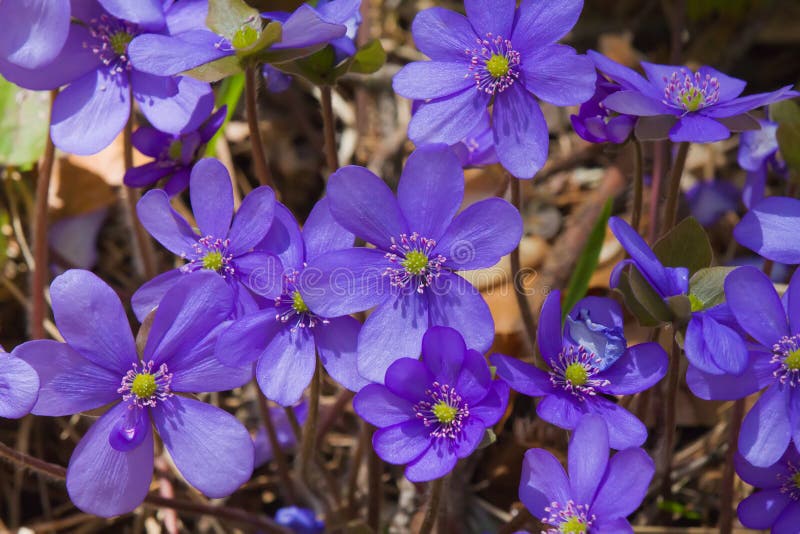 Fiori di Liverleaf Hepatica in primavera fotografie stock libere da diritti Fiori di Liverleaf Hepatica in primavera fotografie stock libere da diritti