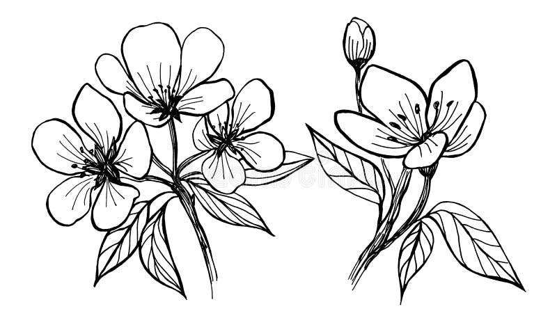 Fiori di di melo Grafici manuali illustrazione vettoriale Fiori di di melo Grafici manuali illustrazione vettoriale