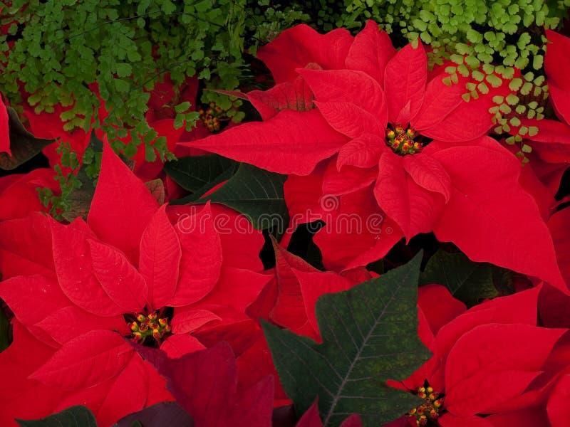 Christmas Flowers, Red Poinsettias with green leaves. Christmas Flowers, Red Poinsettias with green leaves