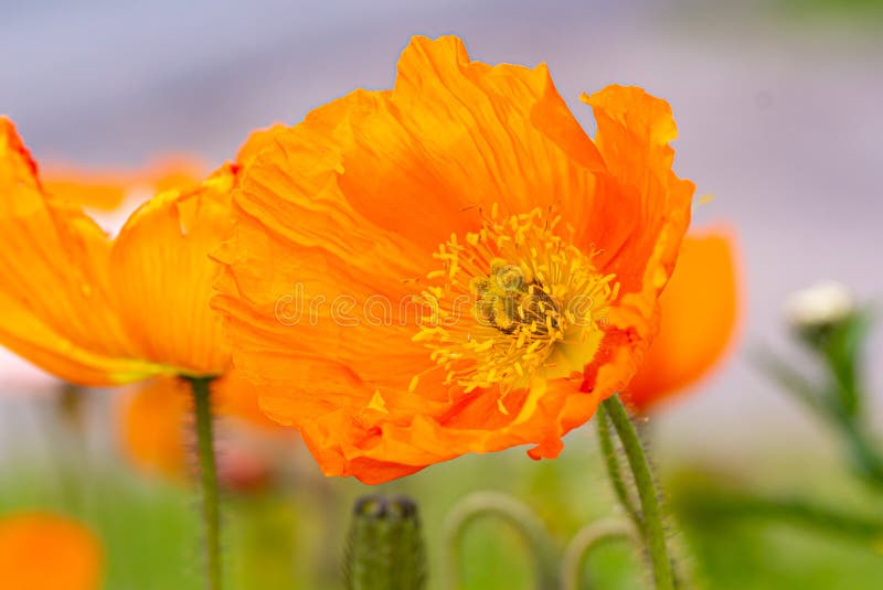 Fiori di papavero arancione nel giardino naturale alpino immagine stock Fiori di papavero arancione nel giardino naturale alpino immagine stock