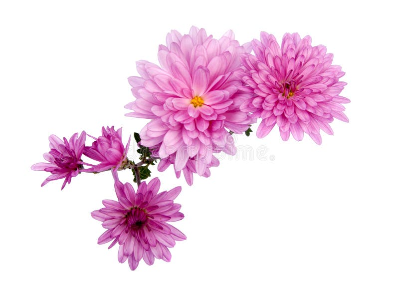 fiori di rosa del crisantemo isolati immagini stock libere da diritti fiori di rosa del crisantemo isolati immagini stock libere da diritti