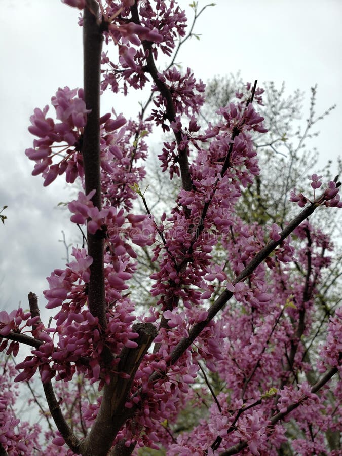 Fiori di rosa, piccoli rami fotografia stock libera da diritti