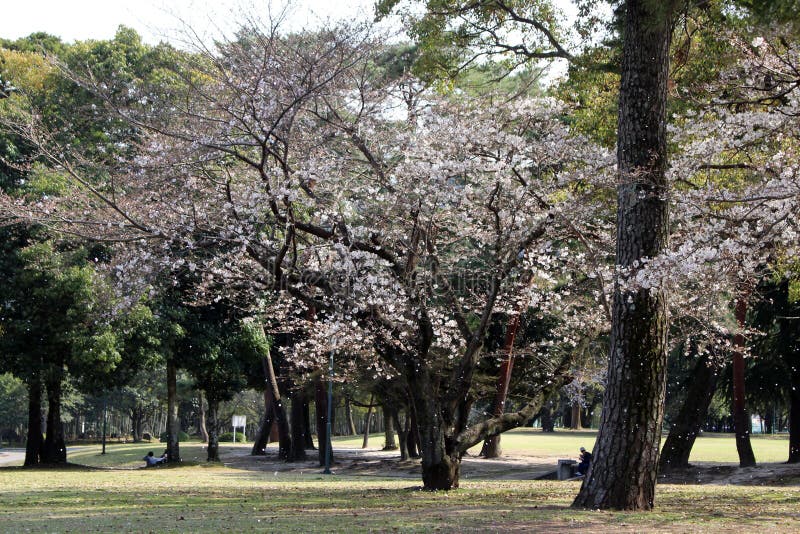 Fiori di Sakura che cadono su signora e sul suo cane durante la stagione primaverile fotografie stock libere da diritti Fiori di Sakura che cadono su signora e sul suo cane durante la stagione primaverile fotografie stock libere da diritti