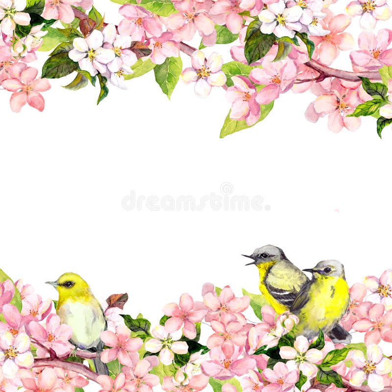 Fiori di sakura del fiore ed uccelli rosa di canzone Carta o spazio in bianco floreale watercolor illustrazione vettoriale Fiori di sakura del fiore ed uccelli rosa di canzone Carta o spazio in bianco floreale watercolor illustrazione vettoriale