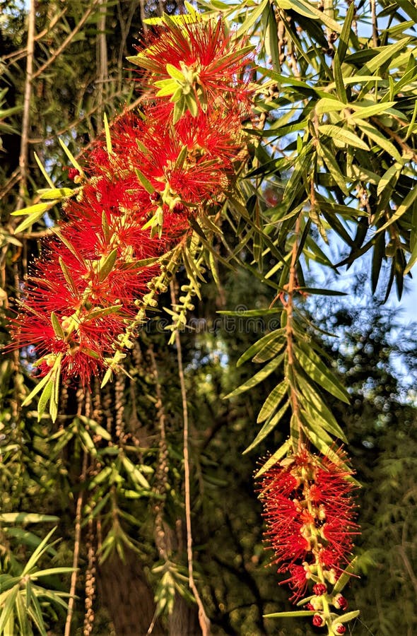 Fiori di spazzolino di colore rosso brillante con foglie in un parco di delhi