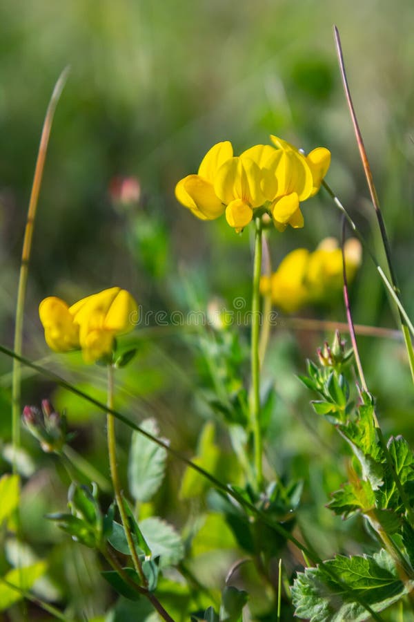 Fiori di tromba di trota di pollo di lotus corniculatus in fiore. Sfondo floreale giallo bellissimo fotografie stock