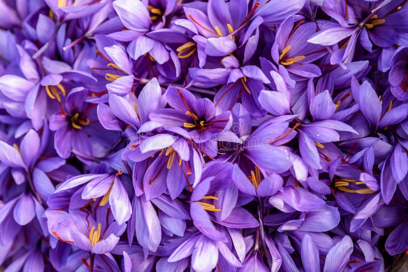 Fiori di zafferano dopo la raccolta fotografie stock libere da diritti Fiori di zafferano dopo la raccolta fotografie stock libere da diritti