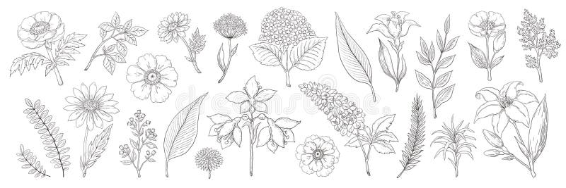 Fiori disegnati a mano Lo schizzo floreale d'annata, l'estate lascia la raccolta delle erbe e dei rami Fogliame e mazzo di vettor illustrazione vettoriale Fiori disegnati a mano Lo schizzo floreale d'annata, l'estate lascia la raccolta delle erbe e dei rami Fogliame e mazzo di vettor illustrazione vettoriale