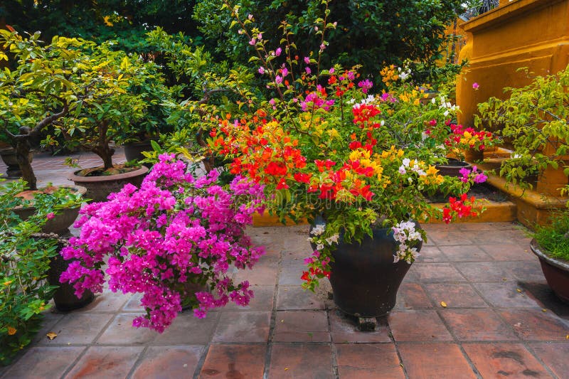 Fiori e alberi in fiore in giardino alla pagoda buddista asiatica in asia in vietnam immagini stock