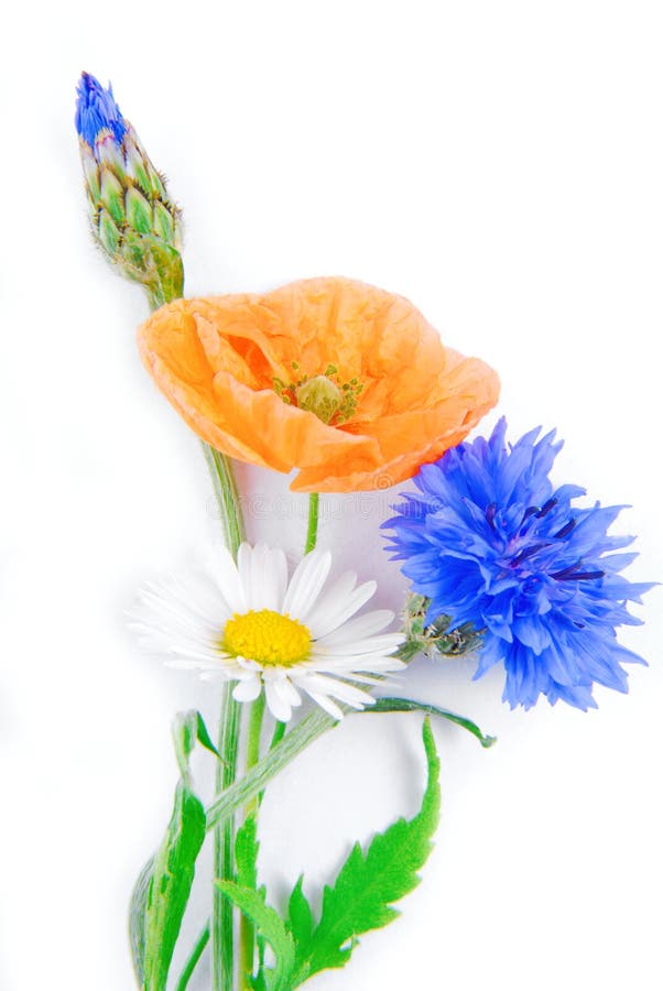 Fiori e fiordaliso del papavero isolati fotografia stock Fiori e fiordaliso del papavero isolati fotografia stock