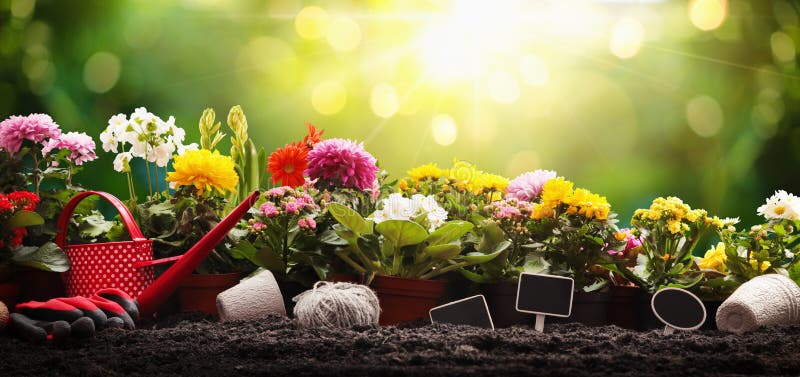 Fiori e piante del giardino su Sunny Background Concetto di giardinaggio immagine stock
