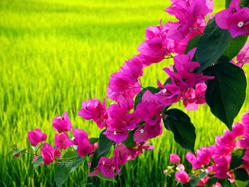 Fiori e risaie rosa della buganvillea immagine stock libera da diritti Fiori e risaie rosa della buganvillea immagine stock libera da diritti