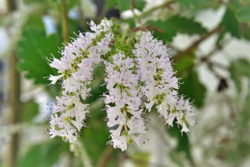 Fiori fioriti di commiphora myrha immagine stock