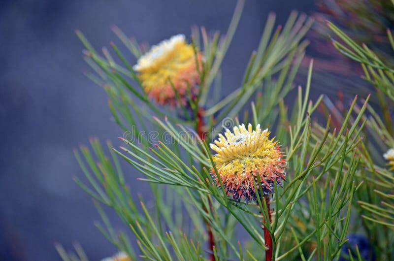 Fiori a foglia larga indigeni australiani della bacchetta immagine stock Fiori a foglia larga indigeni australiani della bacchetta immagine stock