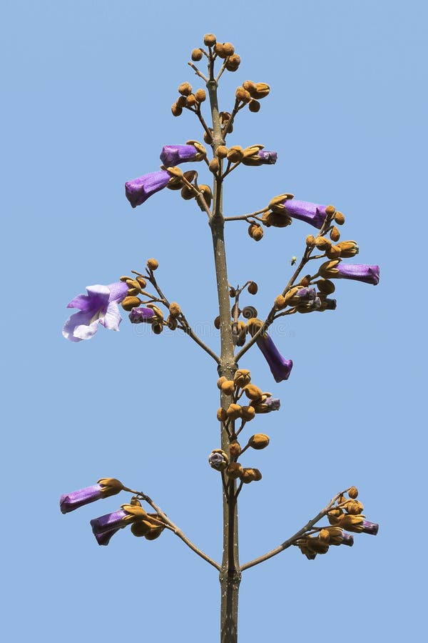 Fiori freschi del Paulownia sul ramo di albero contro un cielo blu fotografie stock libere da diritti Fiori freschi del Paulownia sul ramo di albero contro un cielo blu fotografie stock libere da diritti