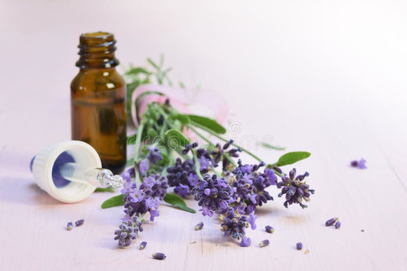 Fiori freschi della lavanda ed olio di erbe essenziale in un bottl di vetro fotografie stock Fiori freschi della lavanda ed olio di erbe essenziale in un bottl di vetro fotografie stock