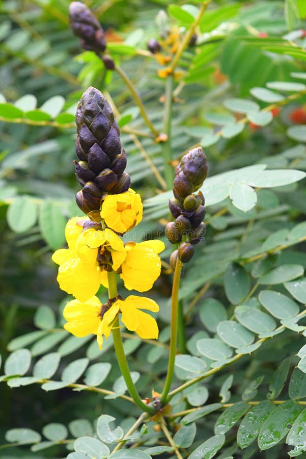 Fiori gialli del cassia senna Didymobotrya - una pianta comune del popcorn nel Kerala, India