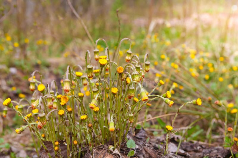 Fiori gialli del coltsfoot fotografia stock