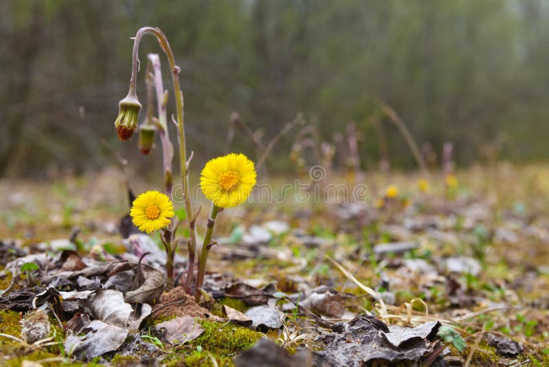 Fiori gialli del coltsfoot immagine stock