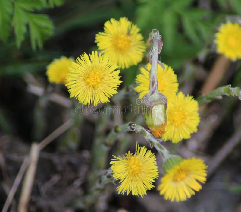 Fiori gialli del coltsfoot fotografie stock libere da diritti