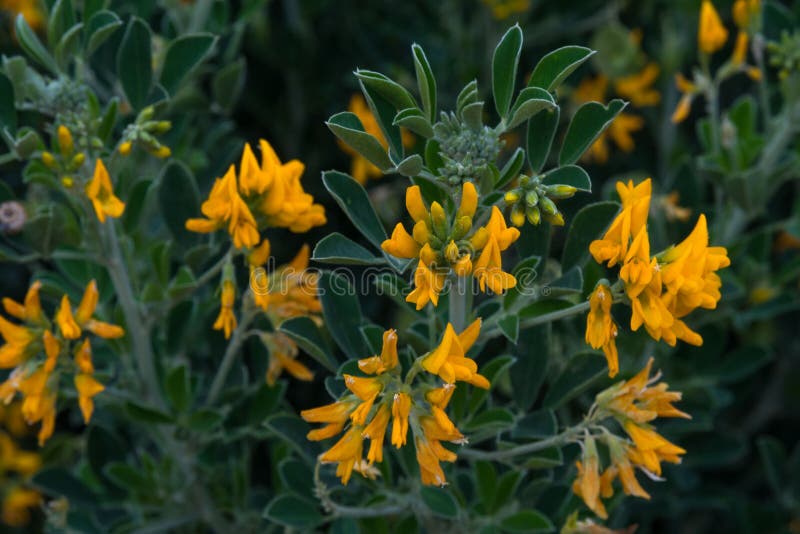 Fiori gialli dell'acacia sui precedenti delle foglie verdi in molla in anticipo Primo piano immagine stock libera da diritti Fiori gialli dell'acacia sui precedenti delle foglie verdi in molla in anticipo Primo piano immagine stock libera da diritti